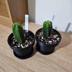 Trichocereus pachanoi - San Pedro - Seedlings photo review