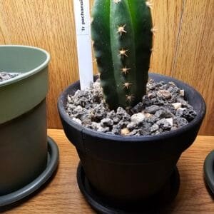 Trichocereus pachanoi - San Pedro - Seedlings photo review