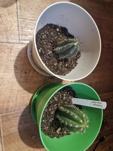 Trichocereus peruvianus - Peruvian Torch photo review