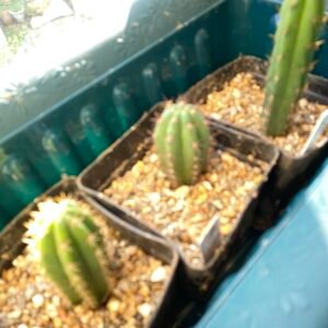 Trichocereus peruvianus - Peruvian Torch photo review