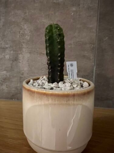 Trichocereus Pachanoi - San Pedro - Seedlings Photo Review