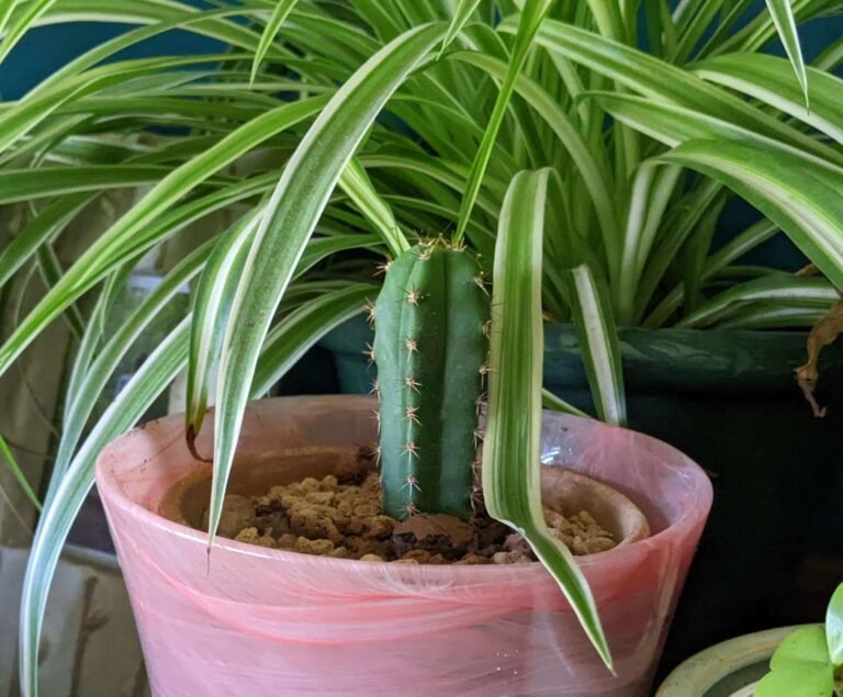 Trichocereus pachanoi - San Pedro photo review