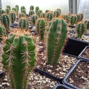 Trichocereus Peruviana 1