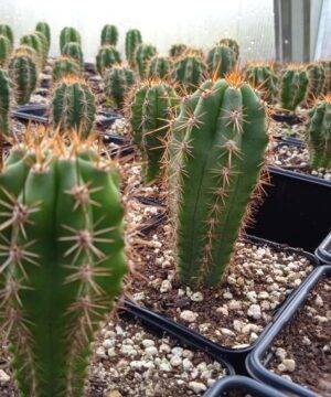 Trichocereus peruviana 1