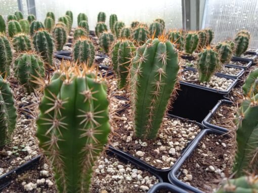 Trichocereus Peruviana 1