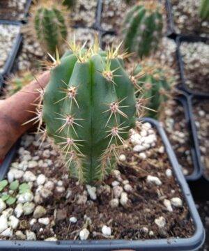 Trichocereus Peruviana 2