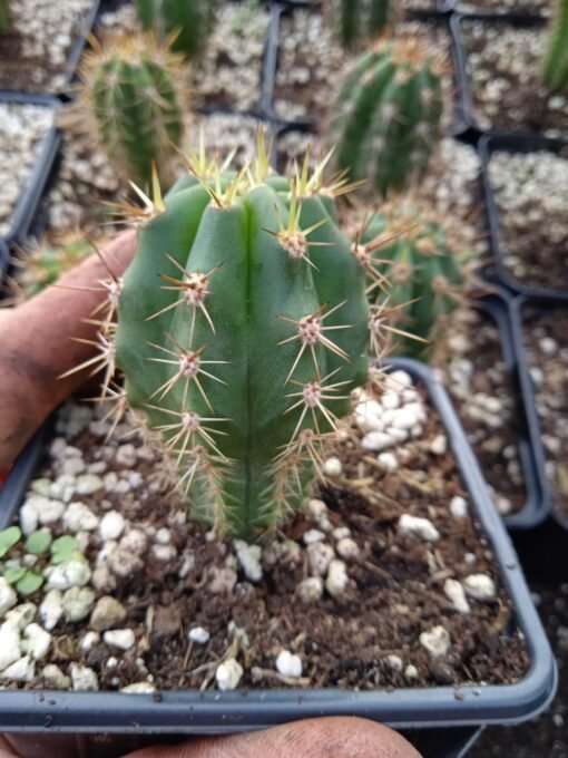 Trichocereus Peruviana 2