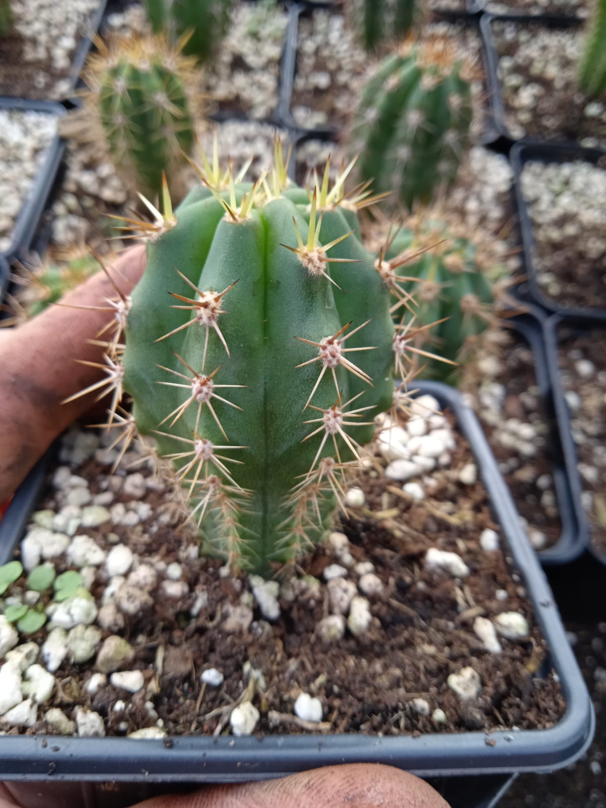 Trichocereus peruvianus - Peruvian Torch - Seedlings | Cactocereus