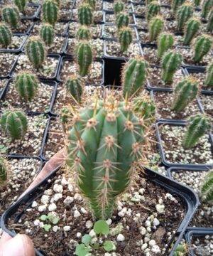 Trichocereus Peruviana 3