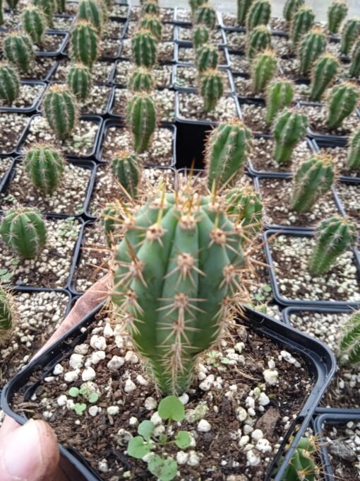 Trichocereus Peruviana 3