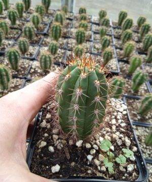 Trichocereus Peruviana 4