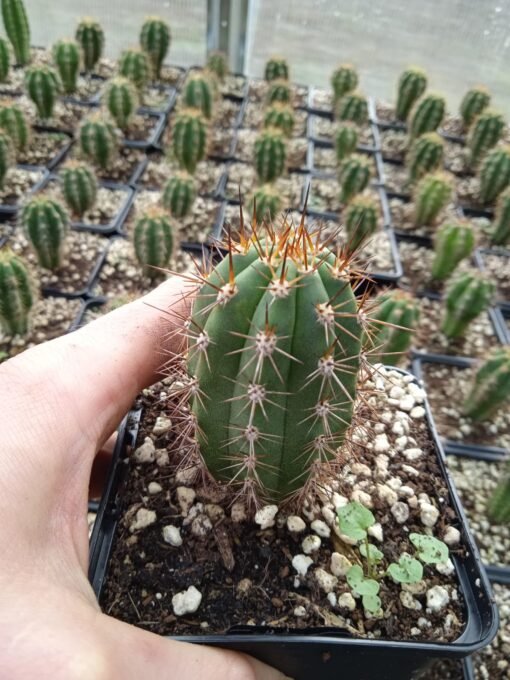 Trichocereus Peruviana 4