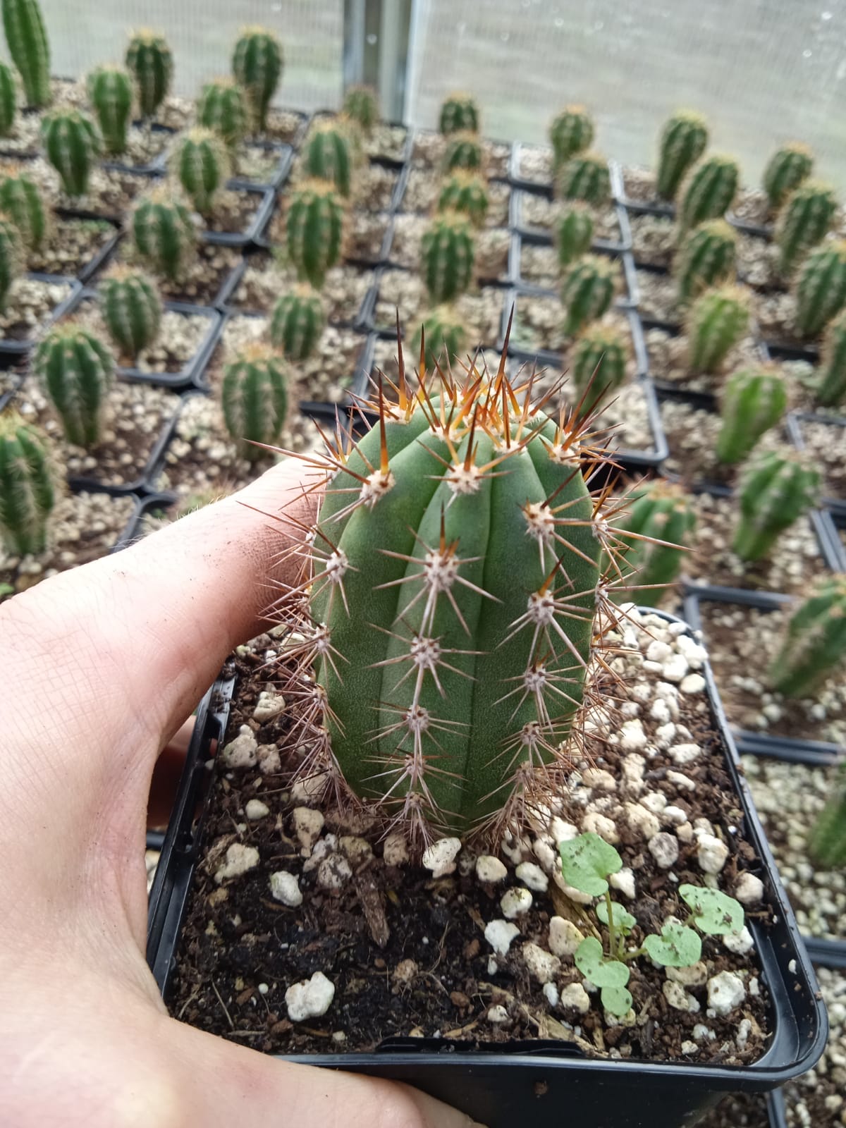 Trichocereus peruvianus - Peruvian Torch - Seedlings | Cactocereus
