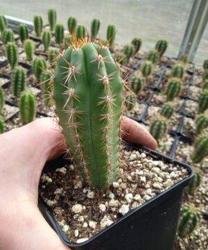 Trichocereus Peruviana 5