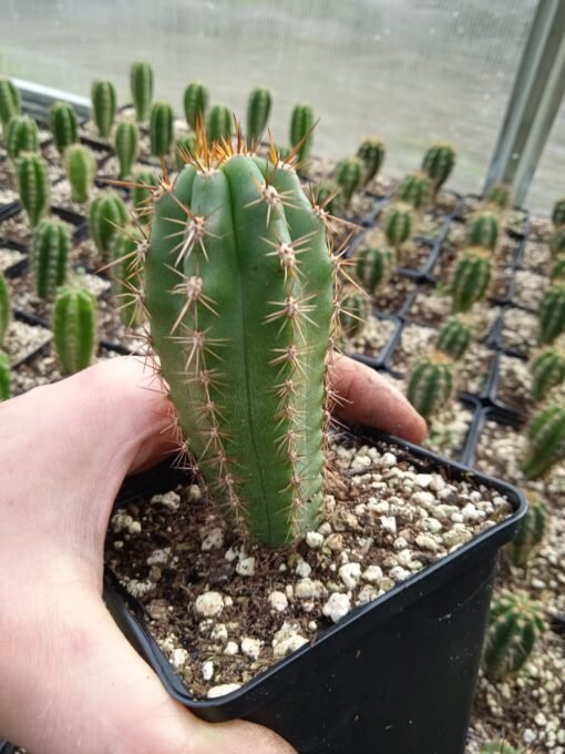 Trichocereus Peruviana 5