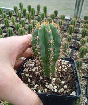 Trichocereus Peruviana 6