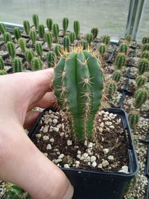 Trichocereus Peruviana 6