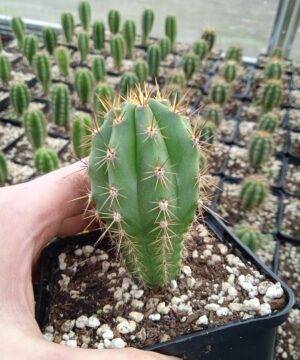 Trichocereus Peruviana 7