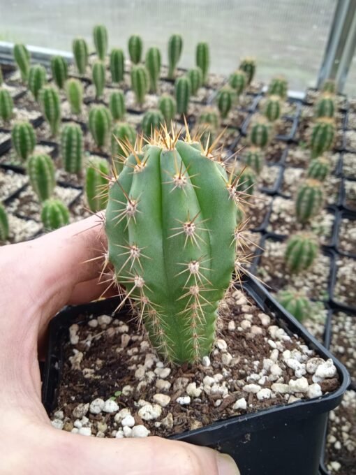 Trichocereus Peruviana 7