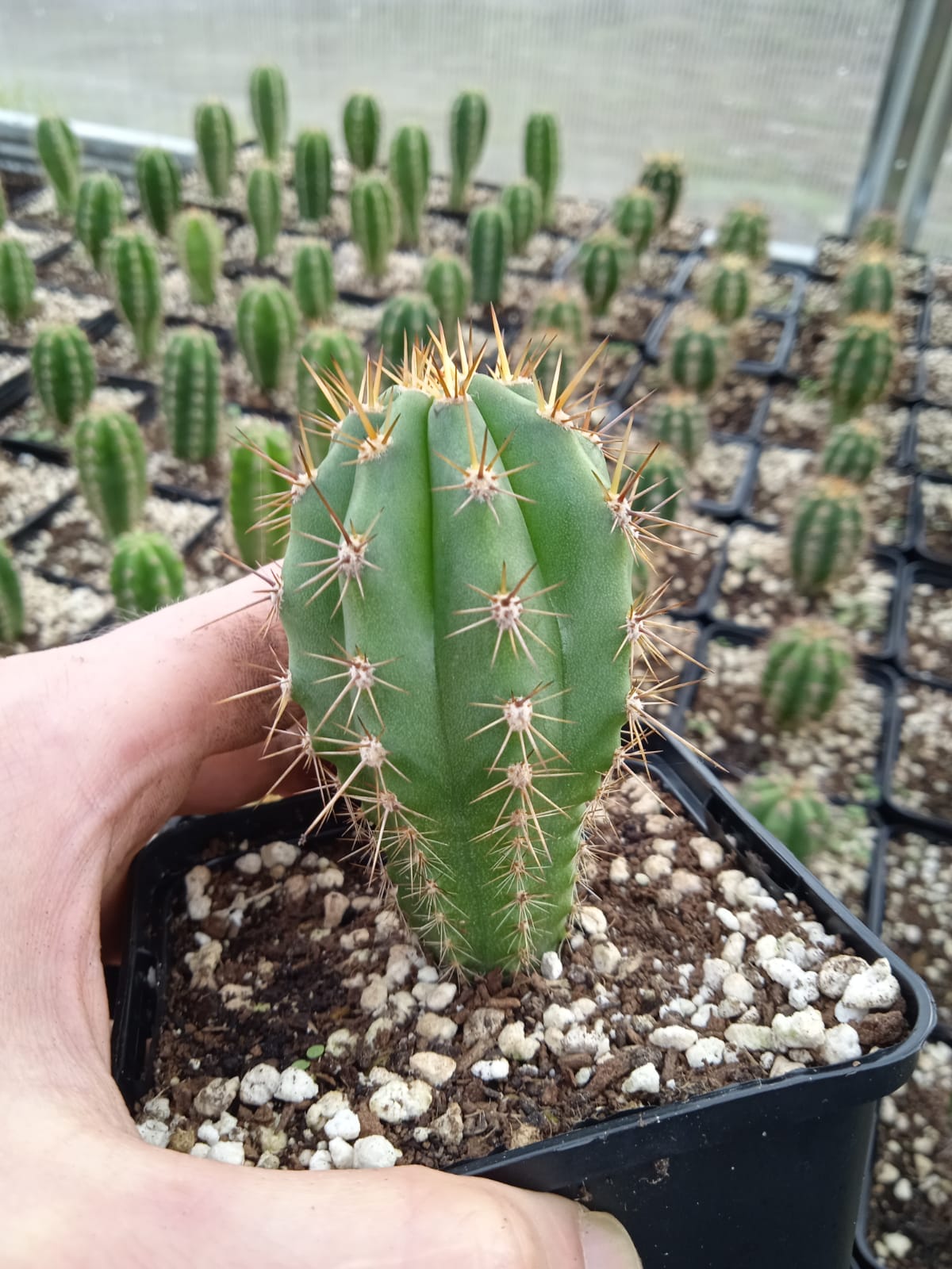 Trichocereus peruvianus - Peruvian Torch - Seedlings | Cactocereus