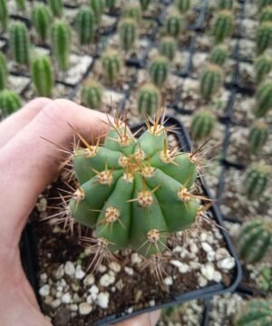 Trichocereus peruviana 8