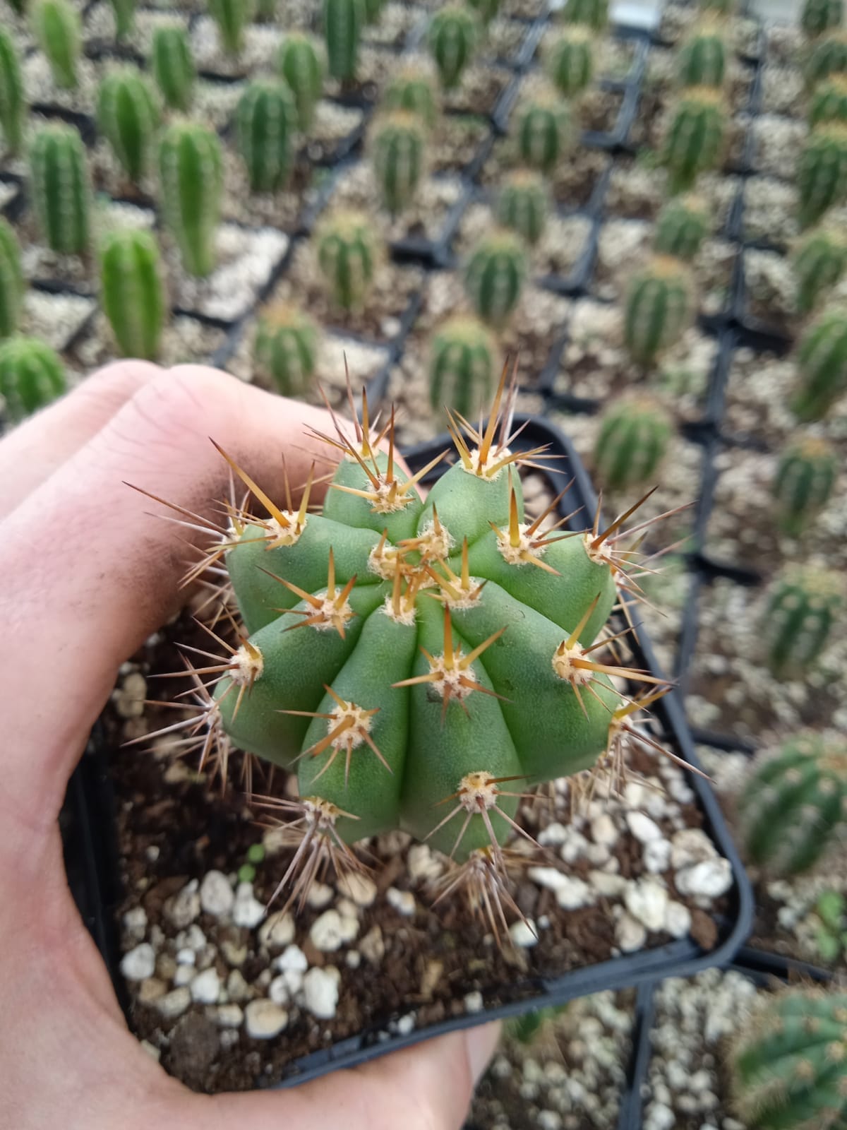 Trichocereus peruvianus - Peruvian Torch - Seedlings | Cactocereus