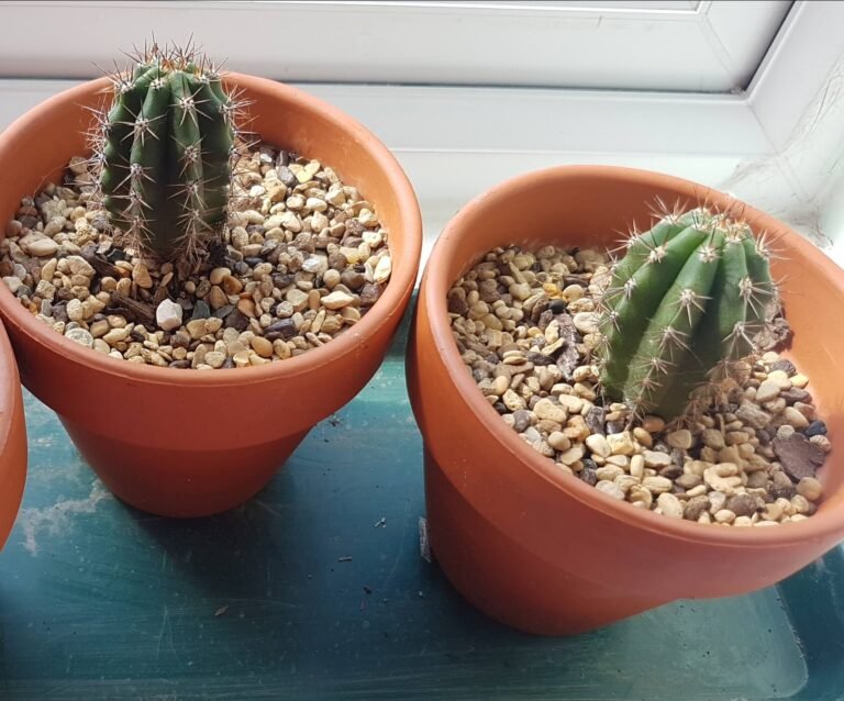 Trichocereus peruvianus - Peruvian Torch photo review