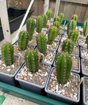 Trichocereus Pachanoi 1