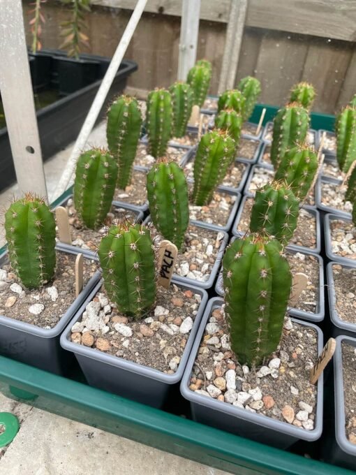 Trichocereus Pachanoi 1