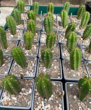 Trichocereus Pachanoi 2