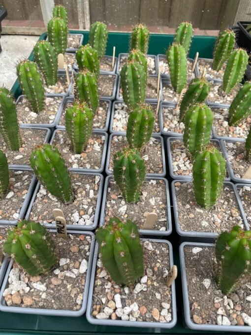 Trichocereus Pachanoi 2