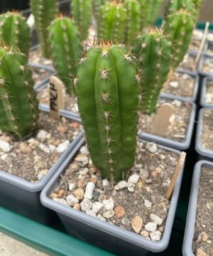 trichocereus pachanoi main