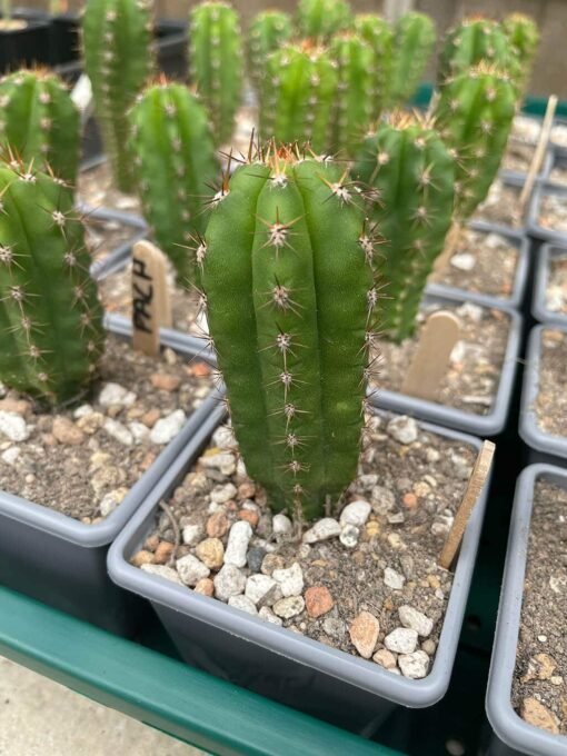 Trichocereus Pachanoi Main