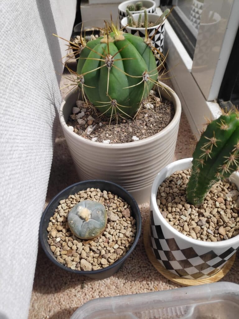 cactus 1 min scaled