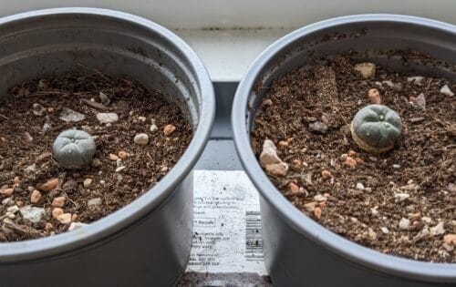 Lophophora Williamsii - Peyote Seedlings Photo Review