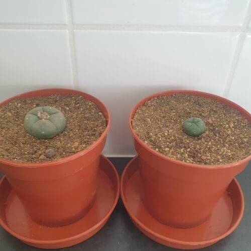 Lophophora williamsii - Peyote Seedlings photo review