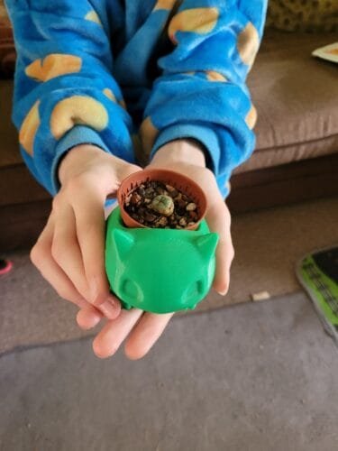 Lophophora williamsii - Peyote Seedlings photo review