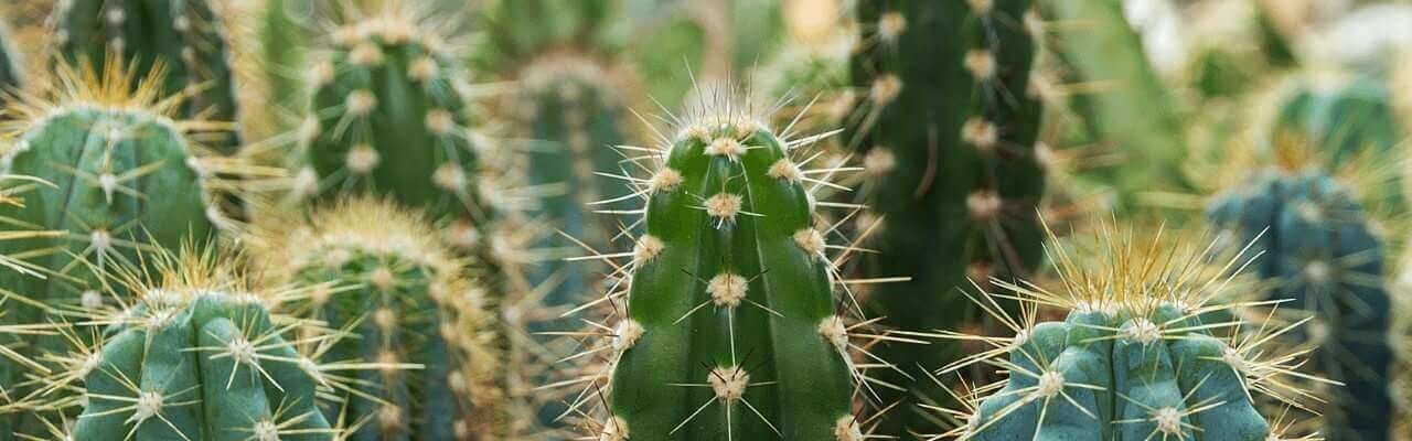 Cactus Cluster 1 1