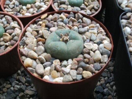 Lophophora Williamsii - Peyote Seedlings Photo Review