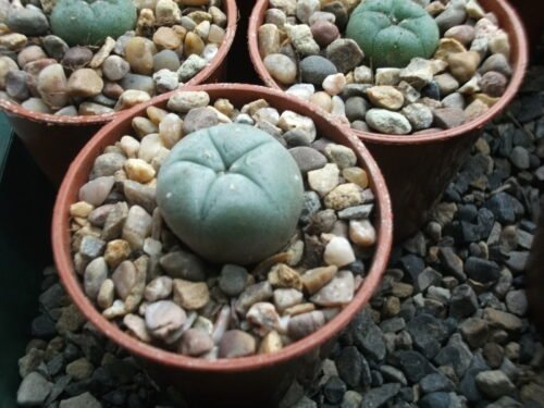 Lophophora Williamsii - Peyote Seedlings Photo Review