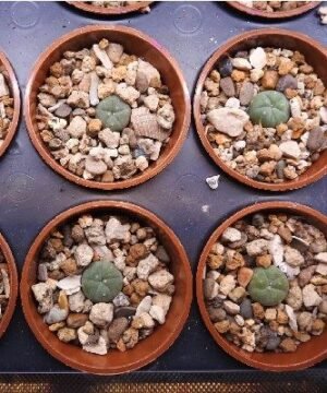 Lophophora Main 2