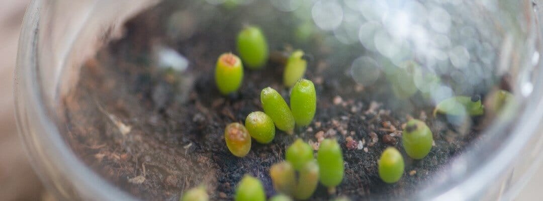 Lophophora Seedlings Substrate