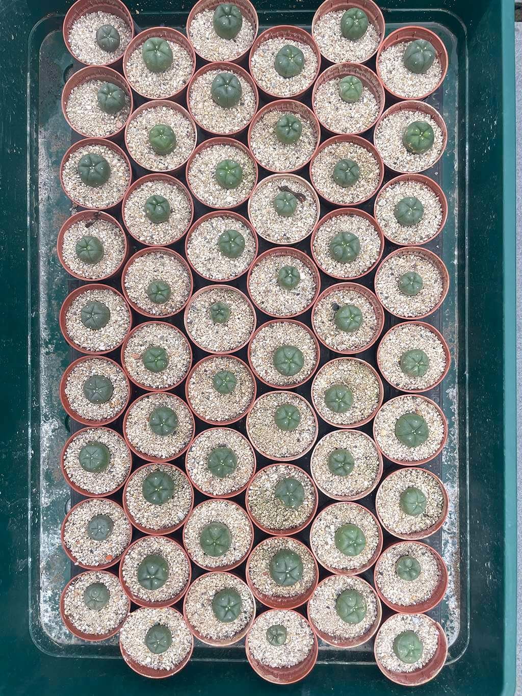 Lophophora Williamsii 1