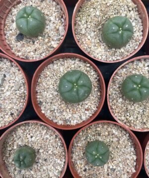 Lophophora Williamsii 2