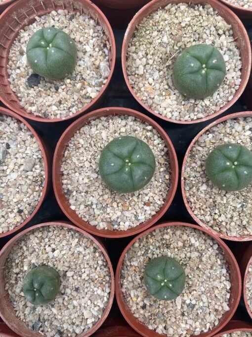 Lophophora Williamsii - Peyote Seedlings - Image 3