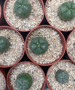 Lophophora Williamsii 3