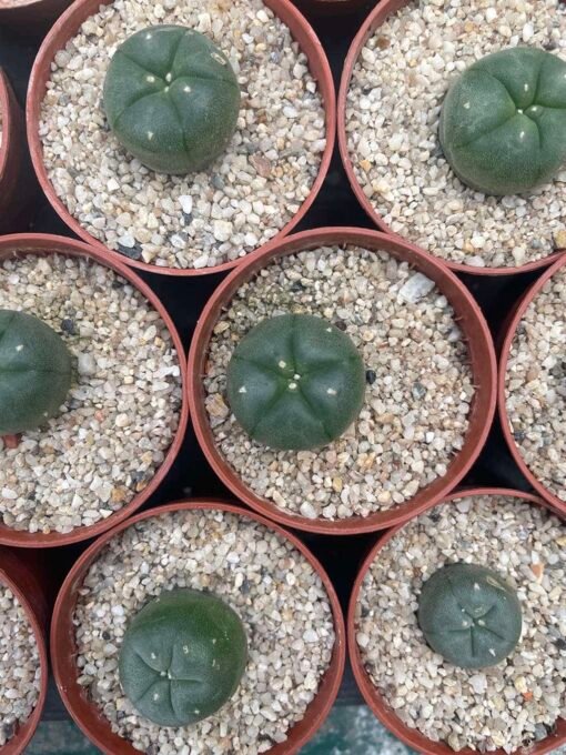 Lophophora Williamsii - Peyote Seedlings - Image 4