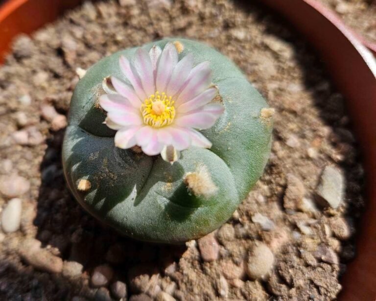 Lophophora williamsii - Peyote Seedlings photo review