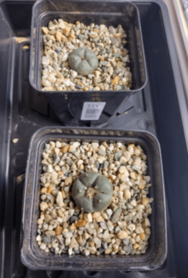 Lophophora williamsii - Peyote Seedlings photo review