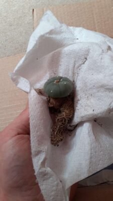 Lophophora williamsii - Peyote Seedlings photo review